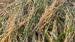 たわわに実った稲