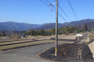 畦畔の野焼きの風景