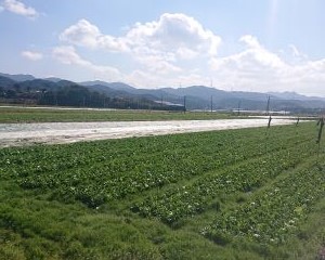 畑一面に広がるレタス