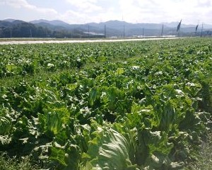 色つやがよい収穫前のレタス