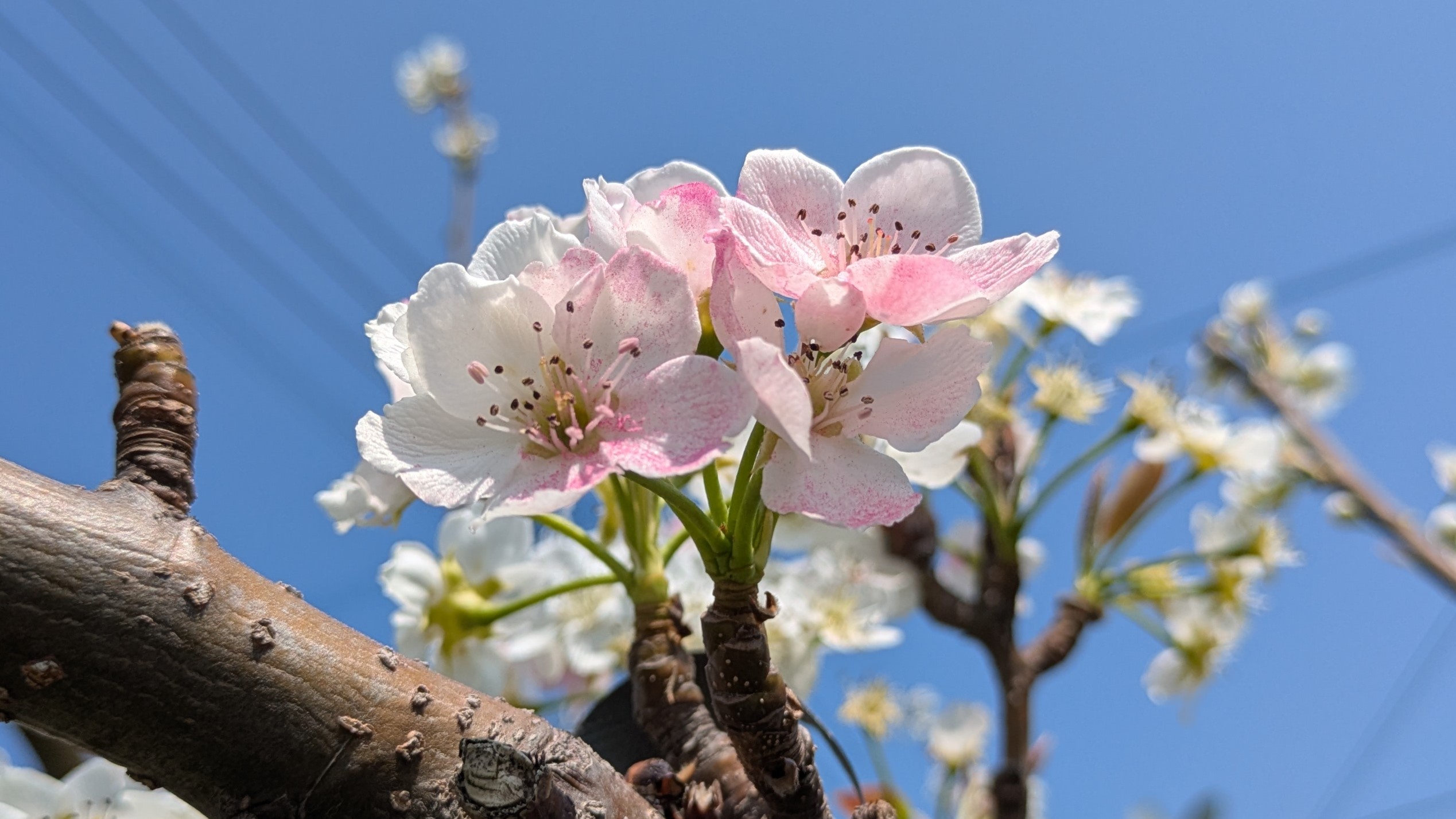 白にピンクが混じった梨の花