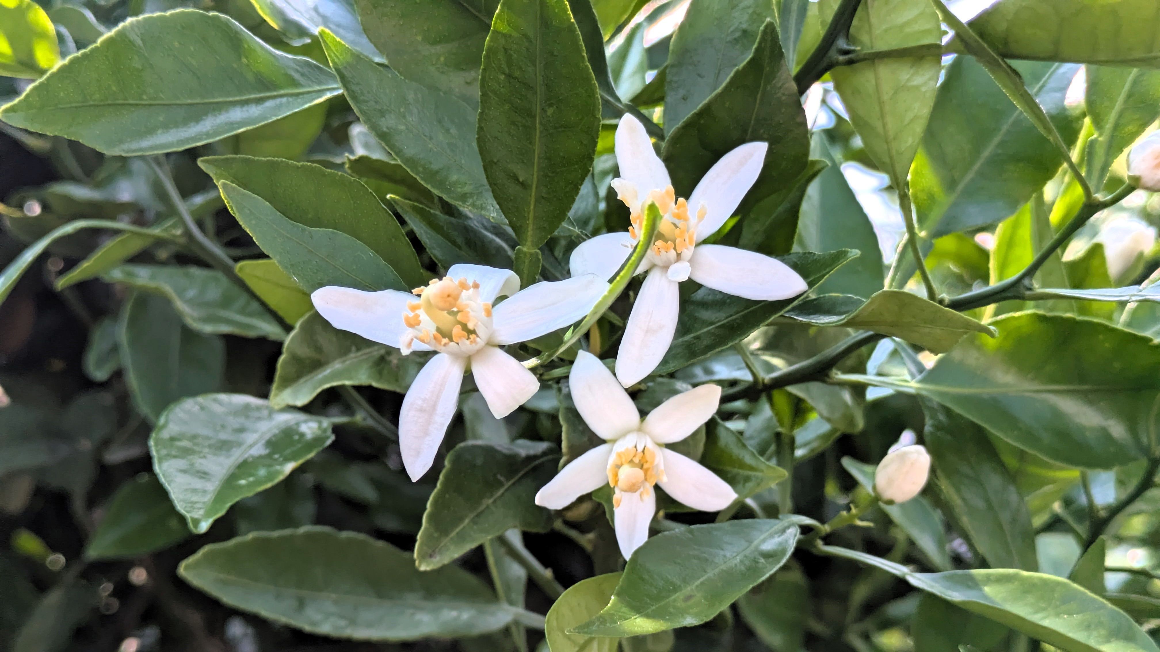 みかんの花拡大