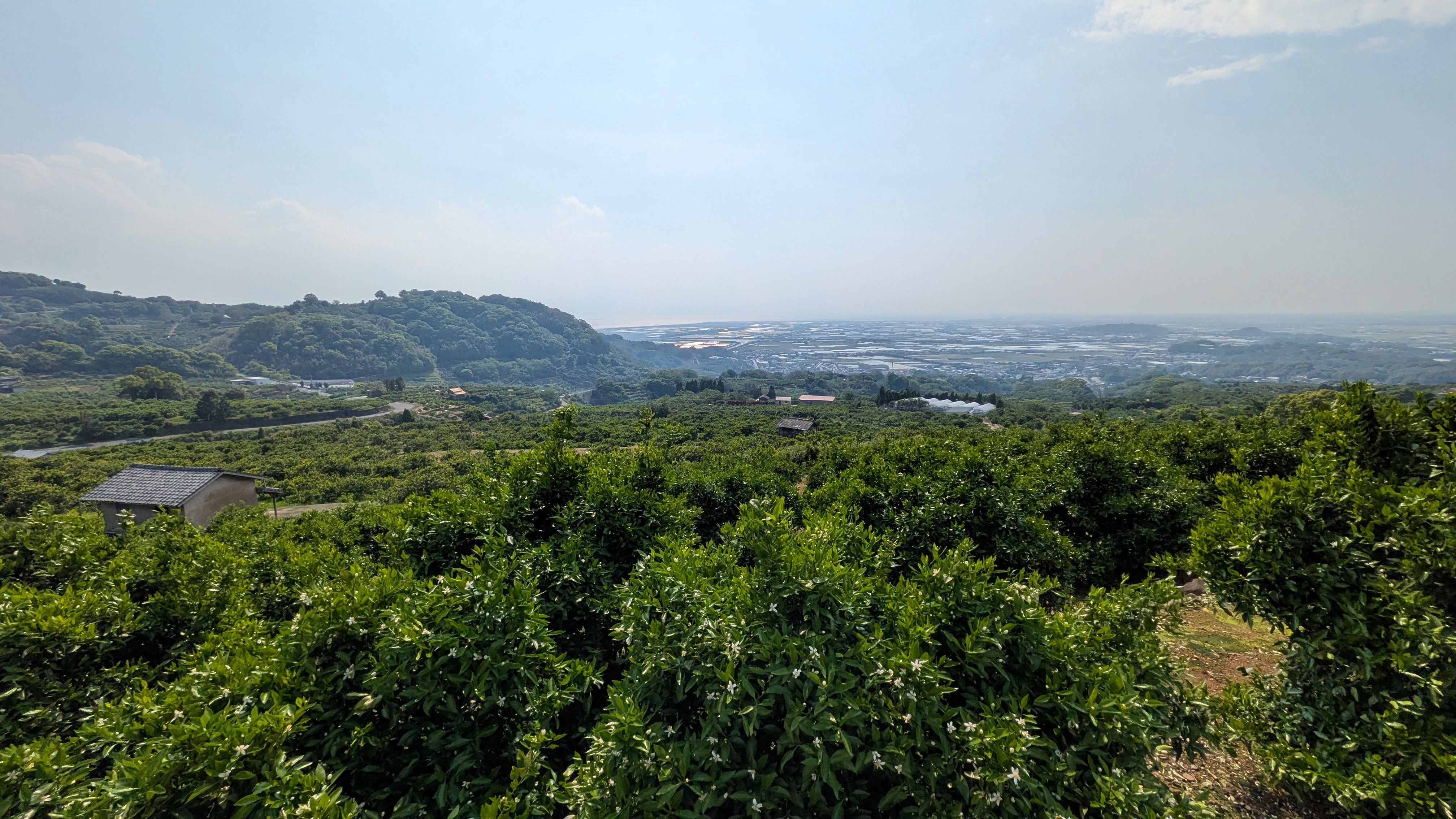 みかん山と有明海