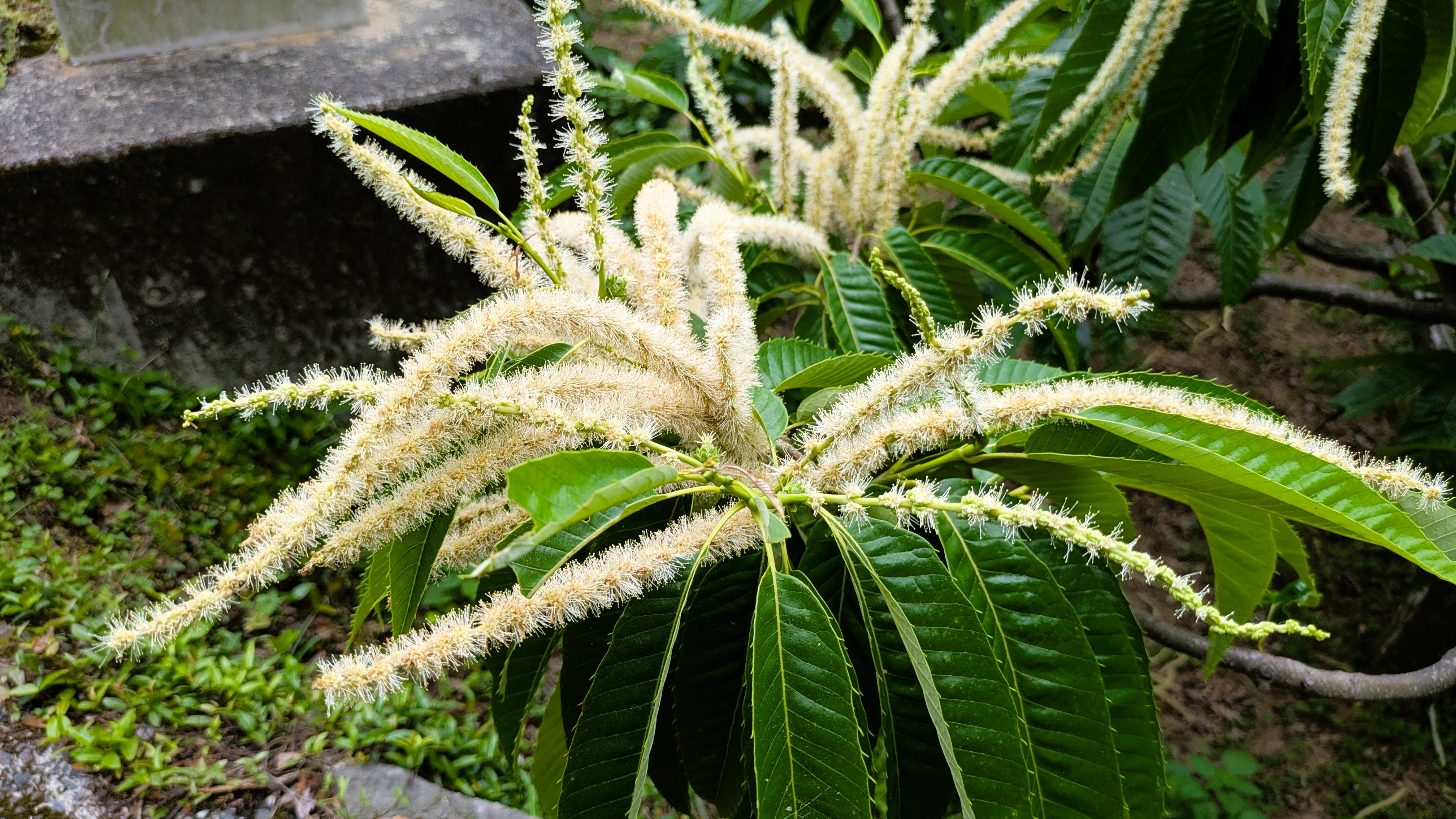 栗の花拡大