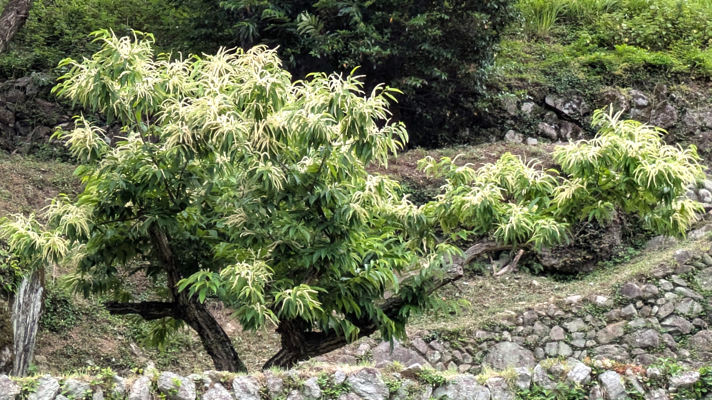 栗の花全体