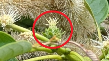 栗の花雌花