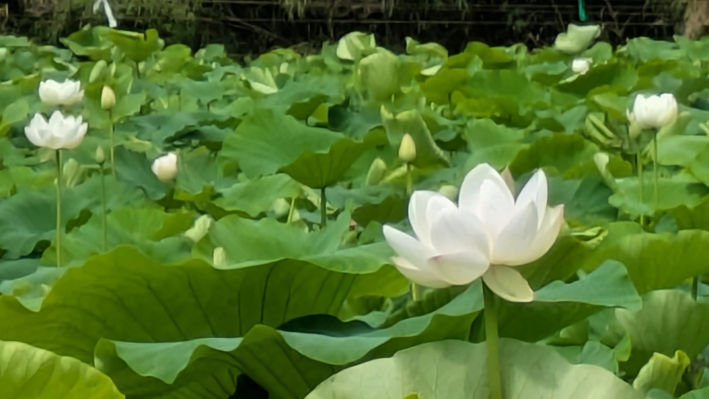 れんこんの花