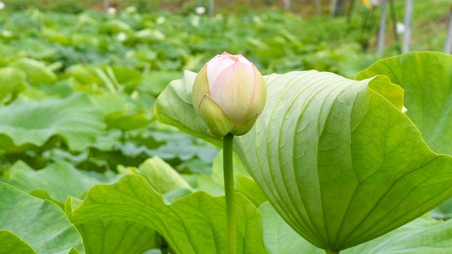 れんこんの花のつぼみ
