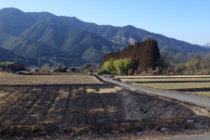 畦畔の野焼きの風景