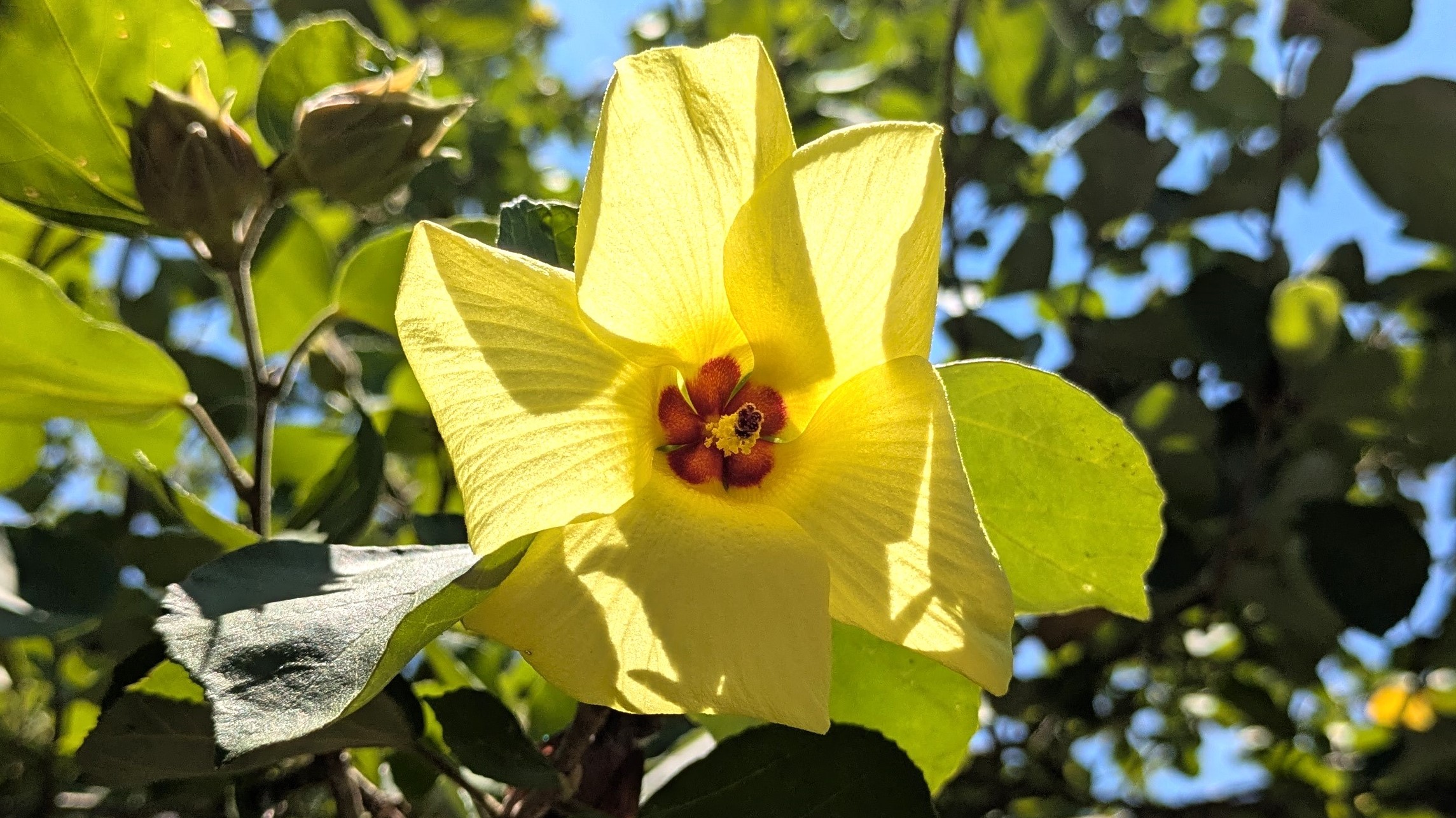 はまぼうの花