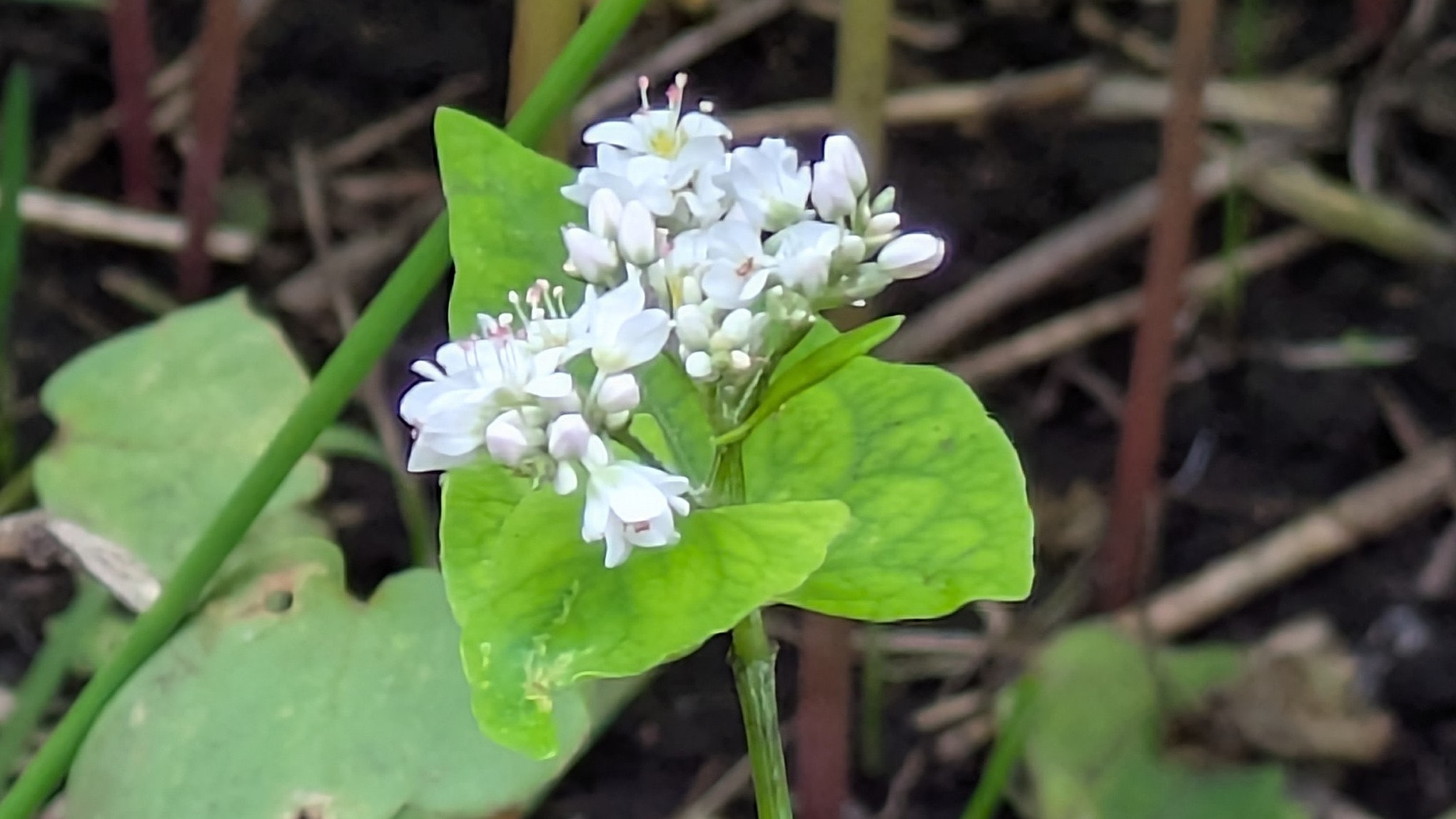 そばの花拡大