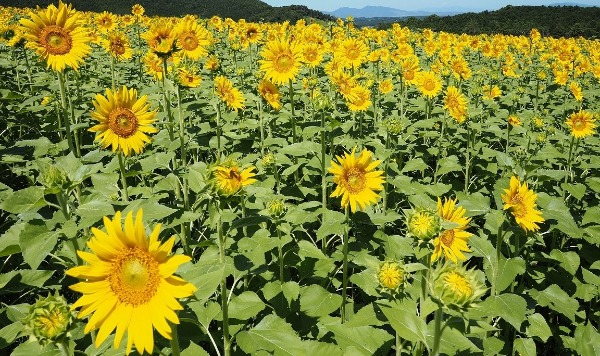 萌の里のヒマワリ（阿蘇郡西原村小森）