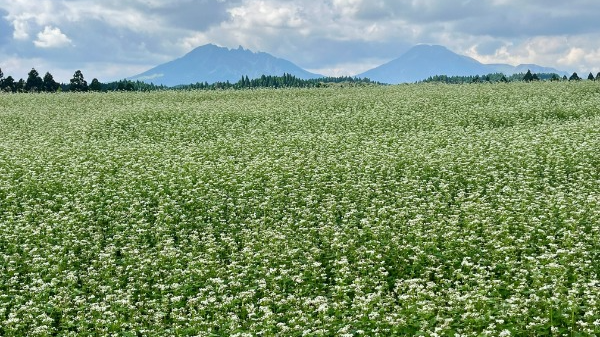 波野のそばの花（阿蘇市波野）