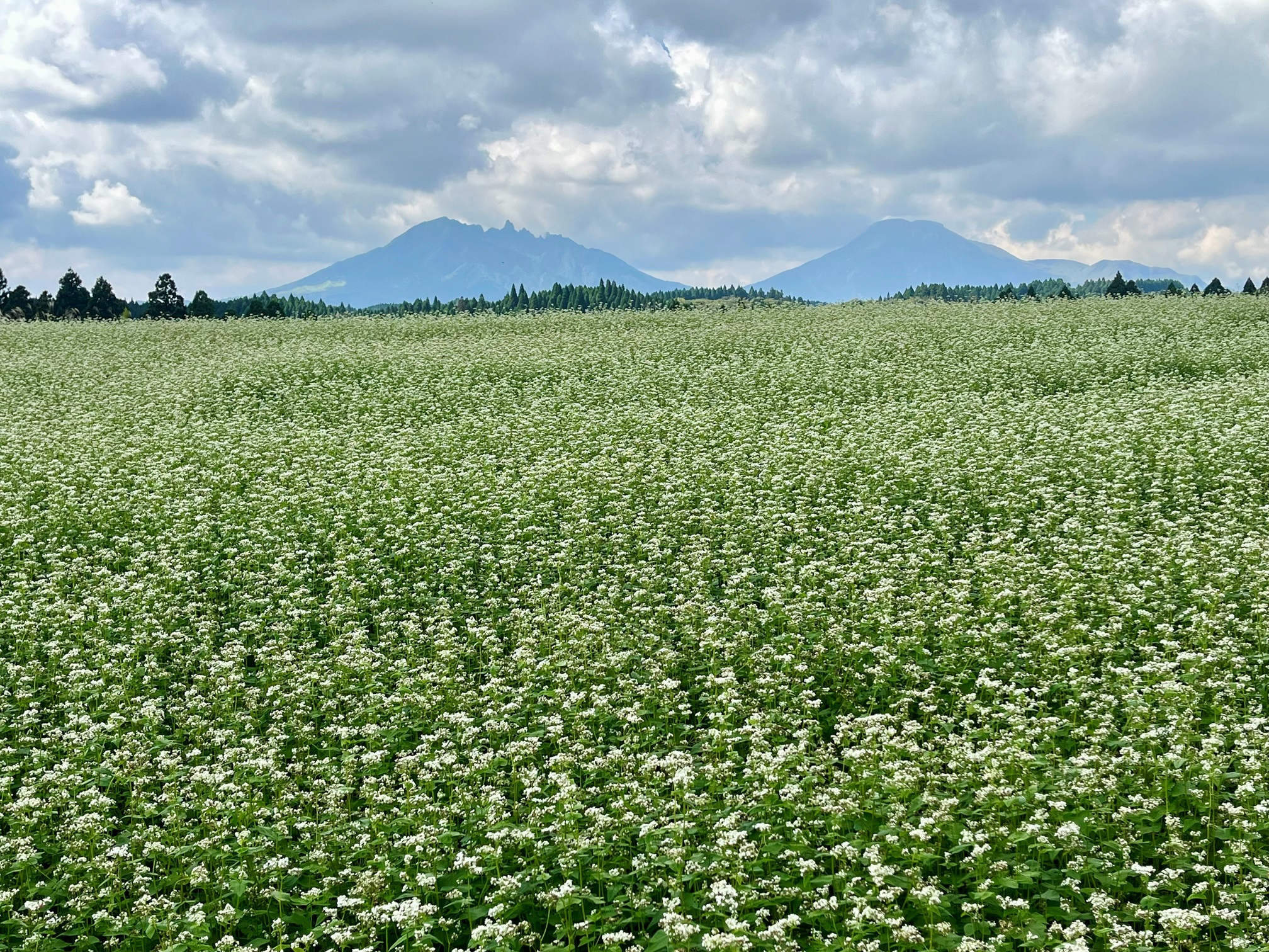 波野そばの花畑
