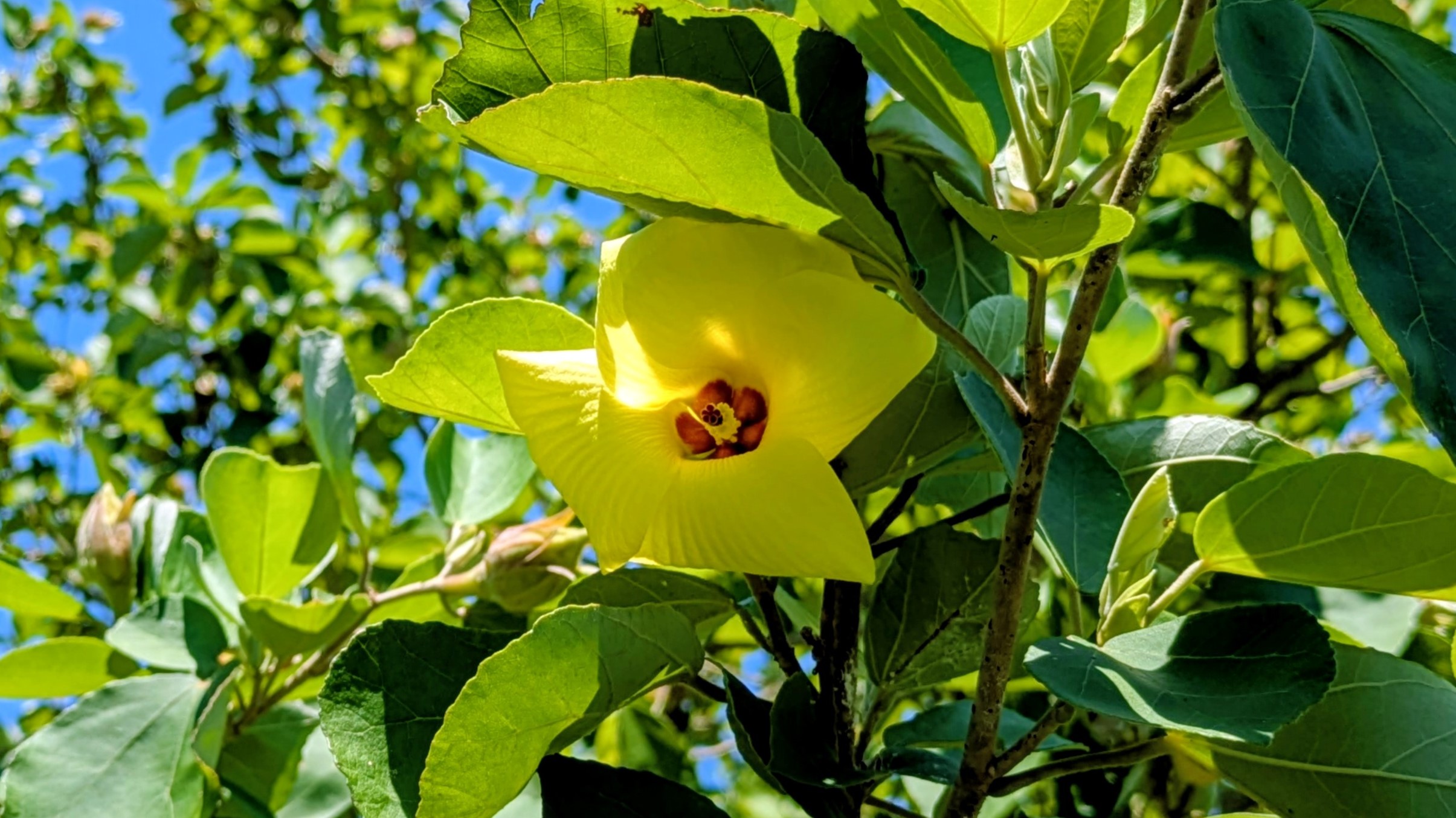 はまぼうの花