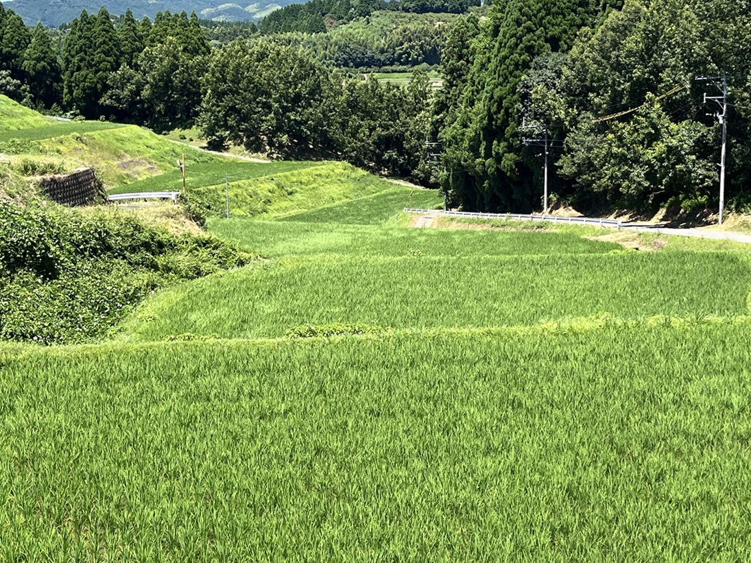 佐野棚田2