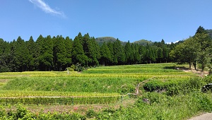 001_阿蘇水掛の棚田