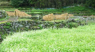 01_久木野校区の棚田群