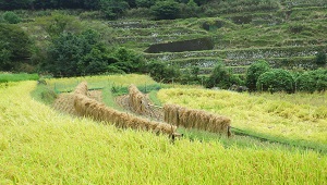 03_久木野校区の棚田群