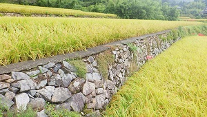 01_二見平野地区棚田