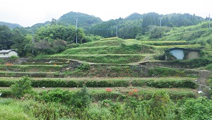 02_二見平野地区棚田