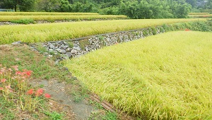 03_二見平野地区棚田