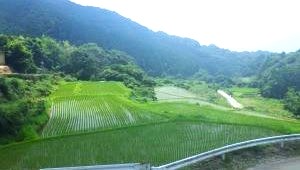 大作山の千枚田全体