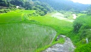 大作山の千枚田アップ