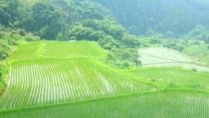 大作山の千枚田アップ