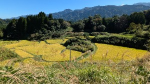 白糸台地棚田２