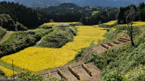 白糸台地棚田3