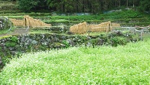 久木野校区の棚田群