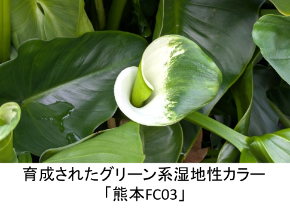 育成されたグリーン系湿地性カラー 「熊本FC03」