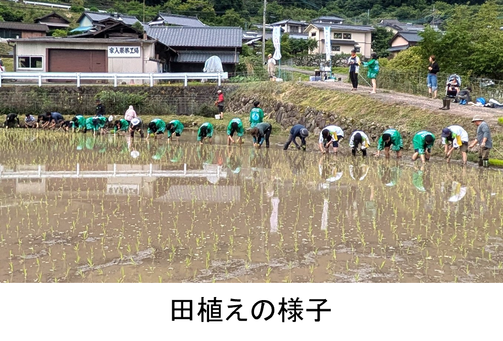 田植えの様子