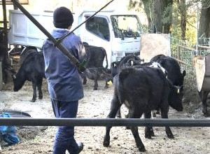 子牛の移動