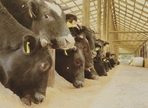 牛の食事