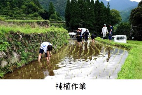 補植作業