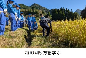 稲の刈り方を学ぶ高校生