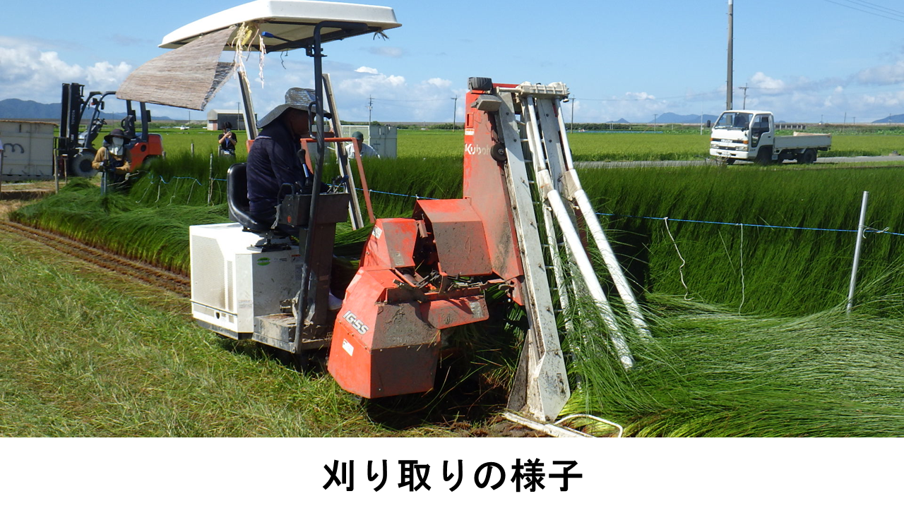 刈り取り作業
