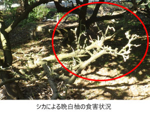 シカによる晩白柚の食害状況
