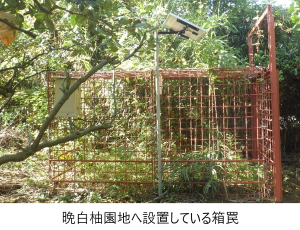 晩白柚園地へ設置している箱罠