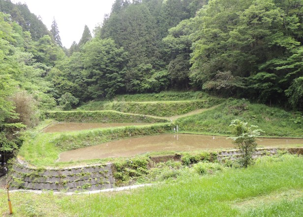 棚田