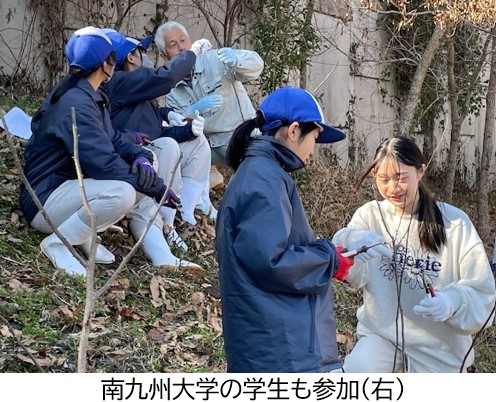 山椒プロジェクト　高千穂高校のせん定作業