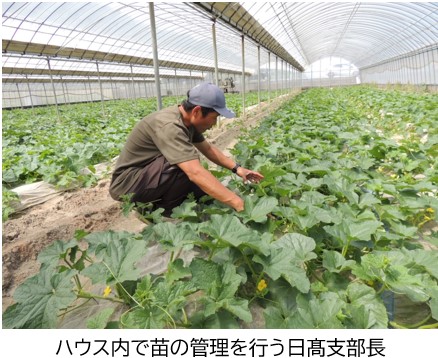 ハウス作業