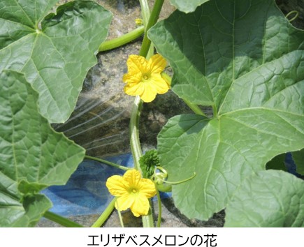 エリザベスメロンの花