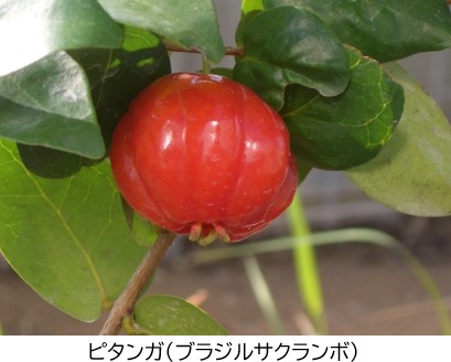 ピカンダ