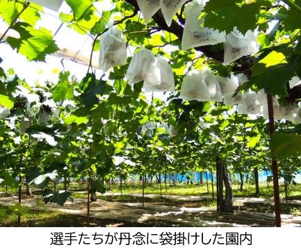 選手たちが丹念に袋掛けした園内