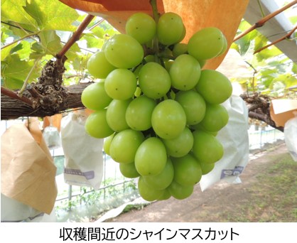 収獲まじかのシャインマスカット