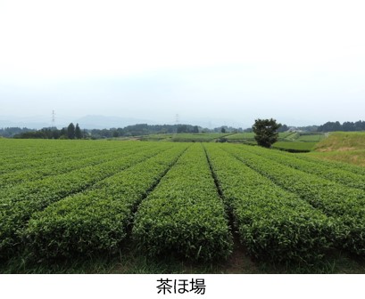 茶のほ場