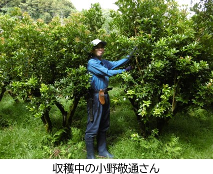 収穫中